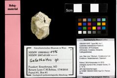 Foto (Objekt + Etiketten) von Galatheites britmelanarum (Robins & Klompmaker, 2019) 